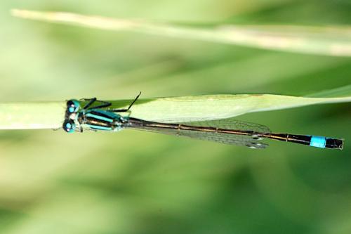 Ischnura elegans